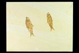 Two Fossil Fish (Knightia) - Wyoming #144202-1